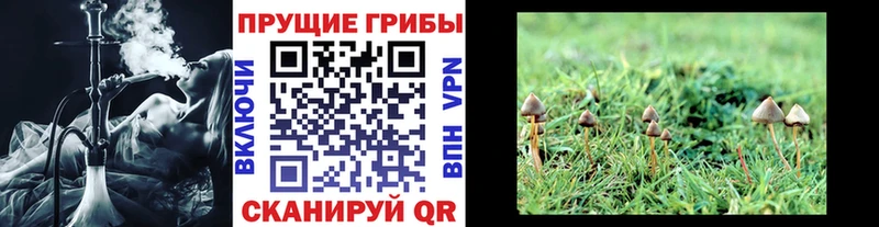 Галлюциногенные грибы Psilocybine cubensis Североморск